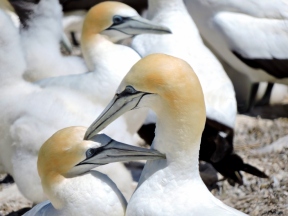 Cape Kidnappers - Gannet colony