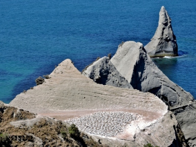 Cape Kidnappers - Gannet colony